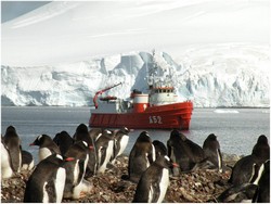 Fauna antártica